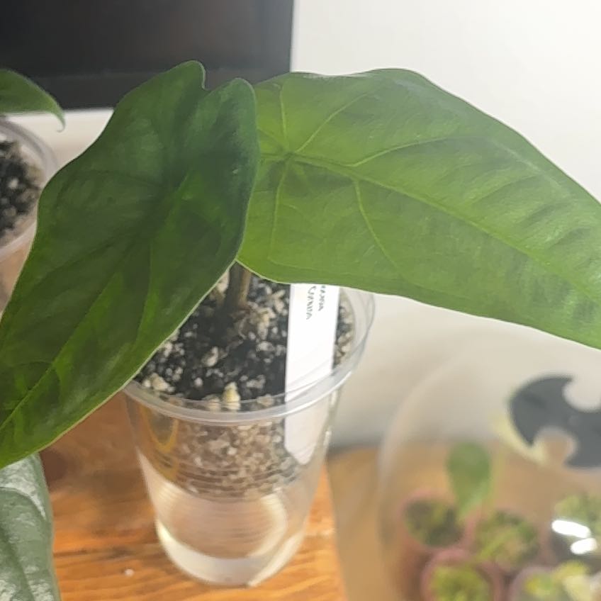 Photo of the plant species Alocasia by @LoyalSagebush73 named Kendall on Greg, the plant care app