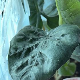 Photo of the plant species Alocasia plumbea 'Black Metallic' by @LoyalSagebush73 named Surya on Greg, the plant care app