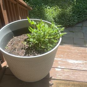 Photo of the plant species Astilbe by @Psittamoroll named Walt on Greg, the plant care app