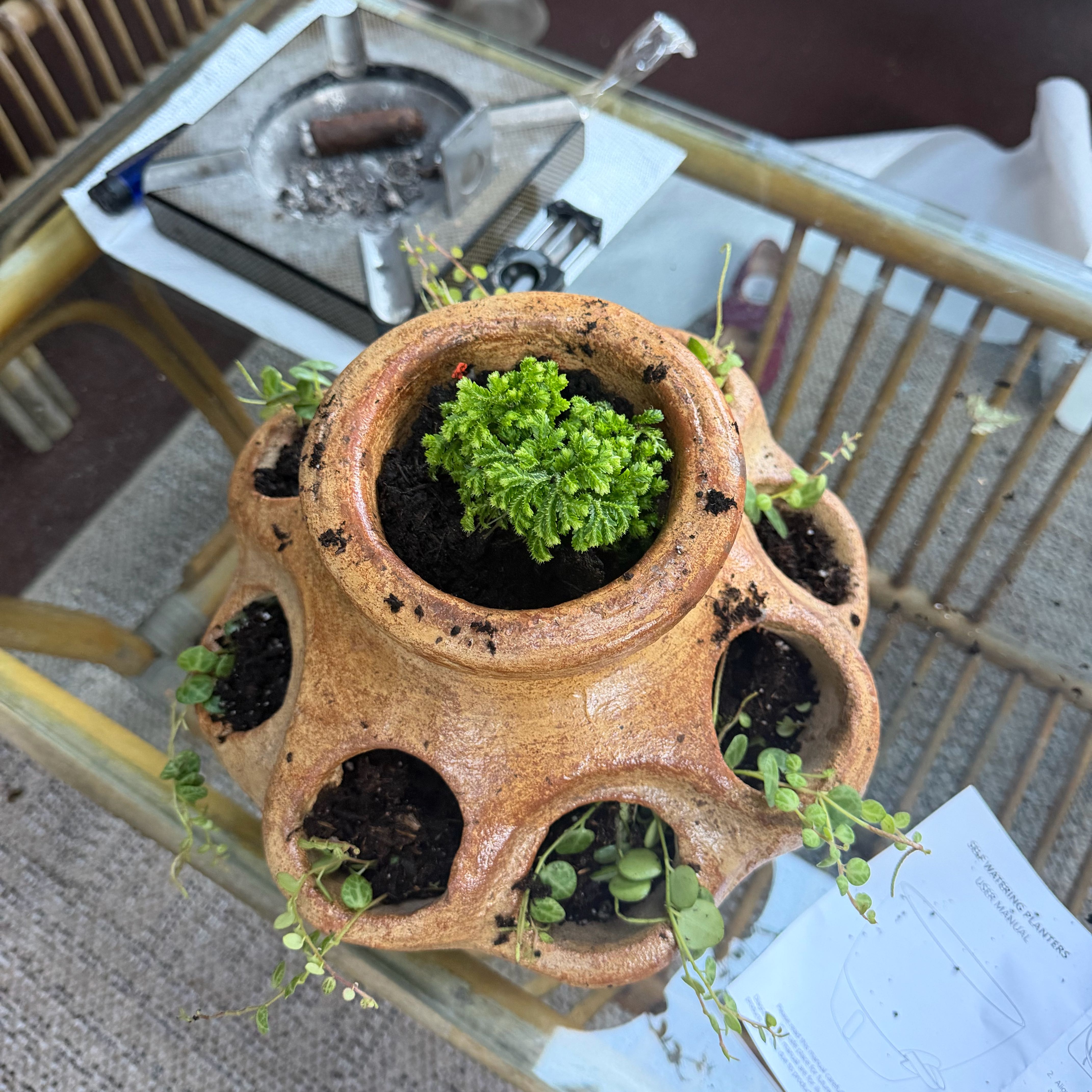 Photo of the plant species frosty fern by @Psittamoroll named Taylor Swift on Greg, the plant care app