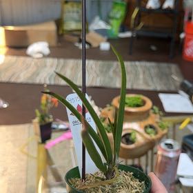 Photo of the plant species Brassocattleya virgo by @Psittamoroll named Zorro on Greg, the plant care app