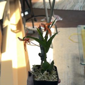 Photo of the plant species Dendrobium Orchid by @Psittamoroll named Nami on Greg, the plant care app