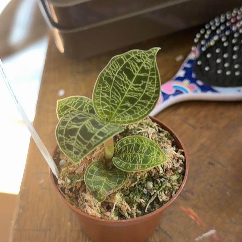Photo of the plant species Lightning Bolt Jewel Orchid by @Psittamoroll named Bieber on Greg, the plant care app