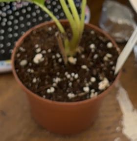 Photo of the plant species Black Bat Flower by @Psittamoroll named Keanu Leaves on Greg, the plant care app