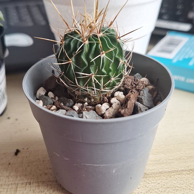 Photo of the plant species Brain Cactus by @OfficialBetel18 named Finn on Greg, the plant care app