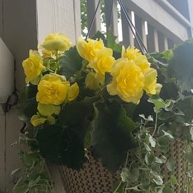Photo of the plant species Begonia 'Solenia Yellow' by @ProMangotree25 named Bruce Lee on Greg, the plant care app