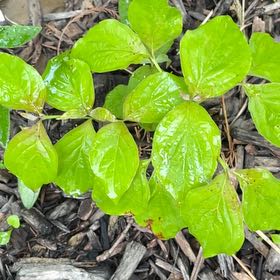Photo of the plant species Amur Honeysuckle by @BigwigBaibua48 named Lola on Greg, the plant care app