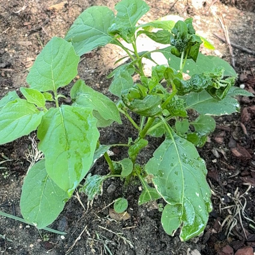 Photo of the plant species Black Nightshade by @AwesomePansy60 named Bieber on Greg, the plant care app