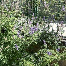 Photo of the plant species Chaste Tree by @AwesomePansy60 named Kylie on Greg, the plant care app