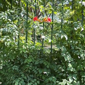 Photo of the plant species Hummingbird Vine by @AwesomePansy60 named Sir Plancelot on Greg, the plant care app