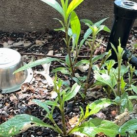 Photo of the plant species Britton's Wild Petunia by @AwesomePansy60 named Spike Leaves on Greg, the plant care app