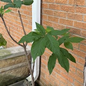 Photo of the plant species American Pokeweed by @HeadCapeivy14 named Apollo on Greg, the plant care app
