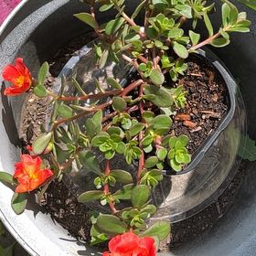 Photo of the plant species Portulaca Umbraticola by @ClearUrnplant28 named Huckleberry Fern on Greg, the plant care app