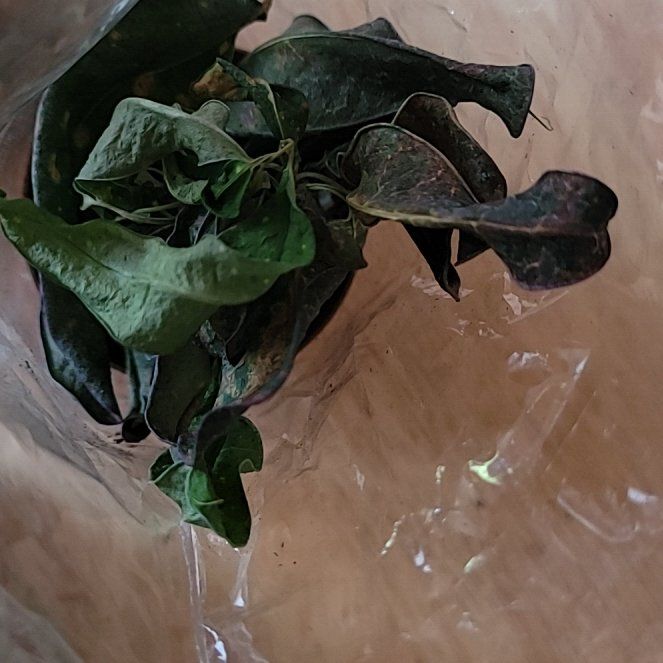 Photo of the plant species Black Swallow-Wort by @UltimateGuasca3 named Hemingway on Greg, the plant care app