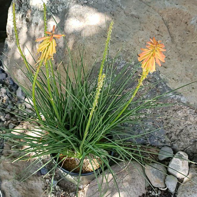 Photo of the plant species Red Hot Poker by @YardTitoki82 named Planty on Greg, the plant care app