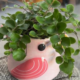 Photo of the plant species California Maidenhair Fern by @HunkyCoccoon52 named Janice on Greg, the plant care app