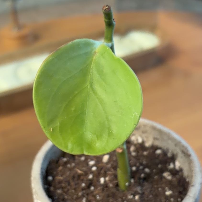 Photo of the plant species Wax Plant by @HunkyCoccoon52 named Willow on Greg, the plant care app