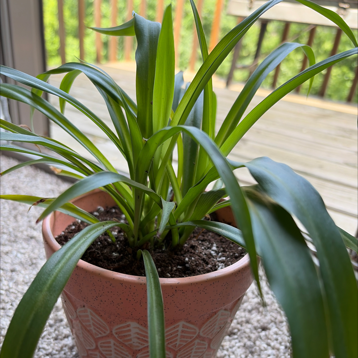 Photo of the plant species Green Spider Plant by @HunkyCoccoon52 named Planty on Greg, the plant care app