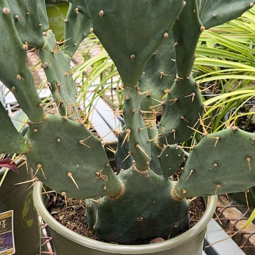 Photo of the plant species Erect Prickly Pear by @FancyCrassula34 named Keanu Leaves on Greg, the plant care app