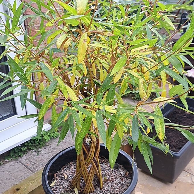 Photo of the plant species African Sumac by @DoughtyVeilwort named ChloroPhil on Greg, the plant care app