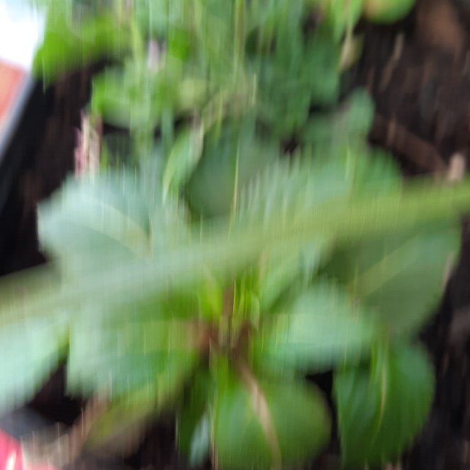 Photo of the plant species American Wintergreen by @AtypicalMarimo named Aria on Greg, the plant care app