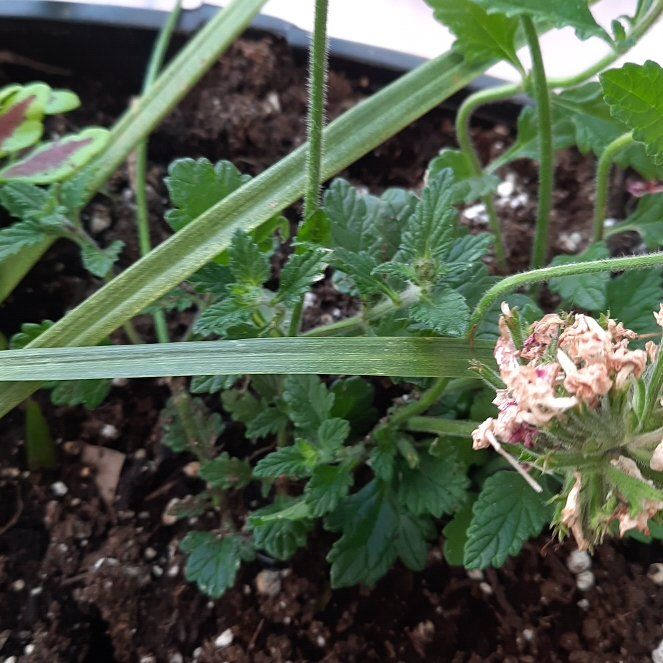 Photo of the plant species Goodding's Verbena by @AtypicalMarimo named Rainier on Greg, the plant care app