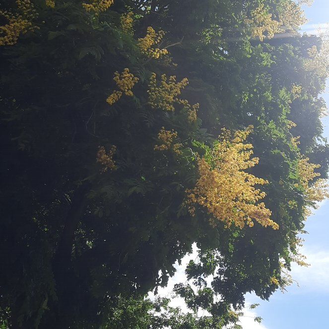 Photo of the plant species Golden Rain Tree by @AtypicalMarimo named James Dean on Greg, the plant care app