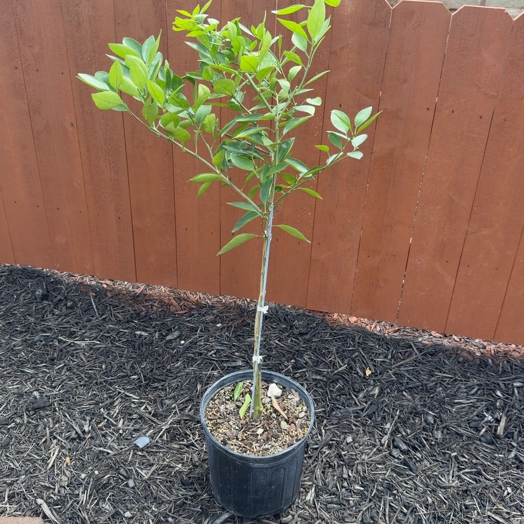 Photo of the plant species Minneola Tangelo by @DynamicRiberry named da Vinci on Greg, the plant care app