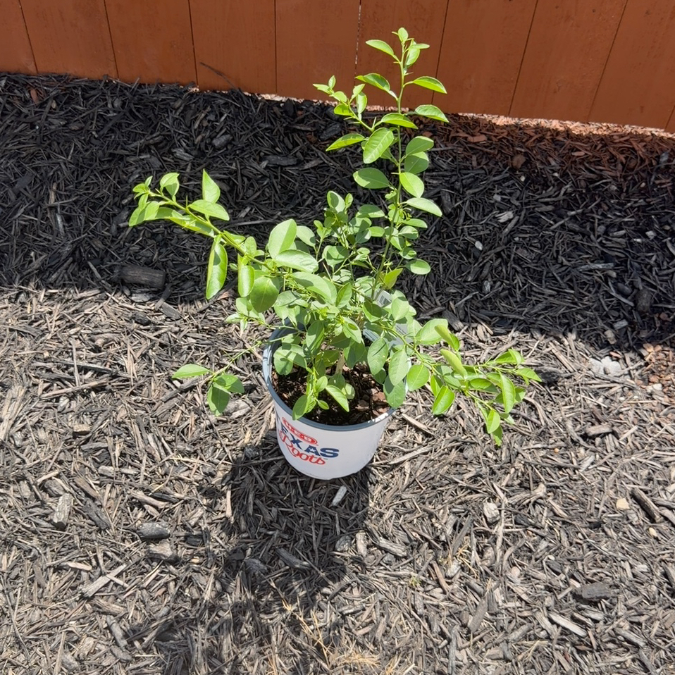 Photo of the plant species Mexican Lime by @DynamicRiberry named Oscar on Greg, the plant care app