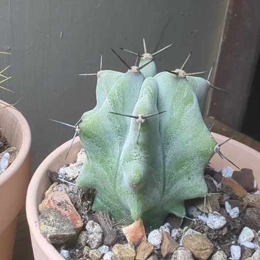 Photo of the plant species Coromandel by @HaleBopp named Scarlett on Greg, the plant care app