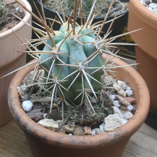 Photo of the plant species Browningia hertlingiana 'Album' by @HaleBopp named Wall-E on Greg, the plant care app