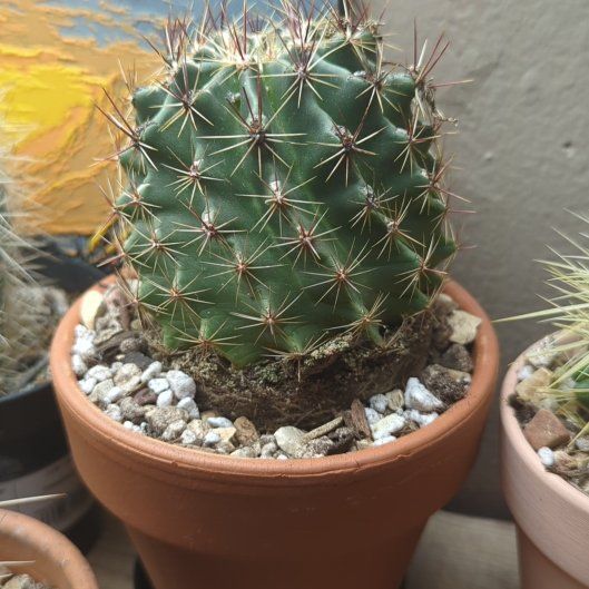 Photo of the plant species Cactus by @HaleBopp named Bill on Greg, the plant care app