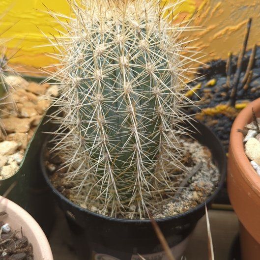 Photo of the plant species Pilosocereus baumii by @HaleBopp named Diglett on Greg, the plant care app