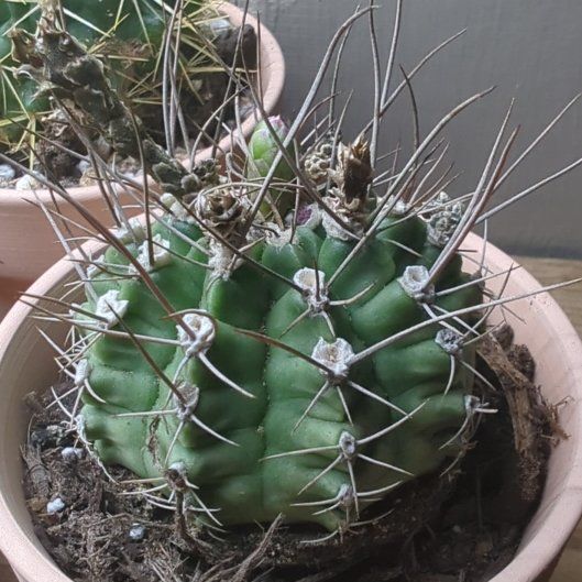 Photo of the plant species Gymnocalycium anisitsii by @HaleBopp named Duchess on Greg, the plant care app