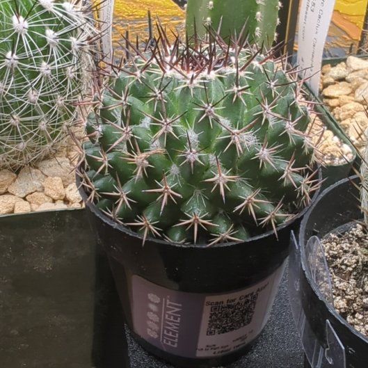 Photo of the plant species Mammillaria mystax by @HaleBopp named Michelle Branch on Greg, the plant care app
