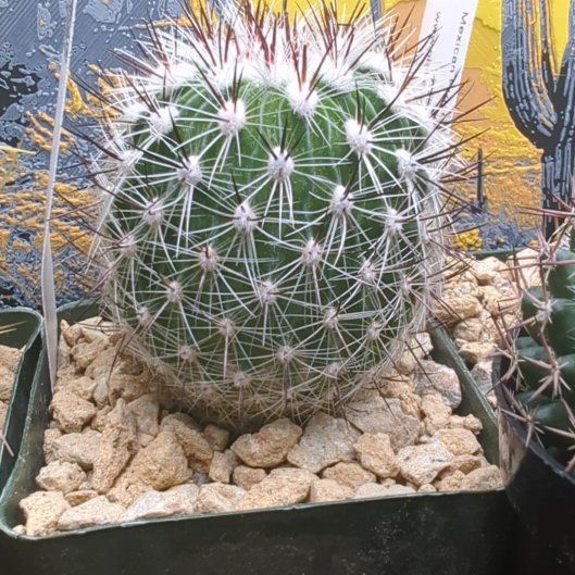 Photo of the plant species Stenocactus by @HaleBopp named Darwin on Greg, the plant care app