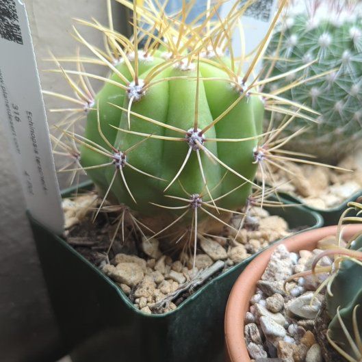 Photo of the plant species Argentine Giant by @HaleBopp named Orwell on Greg, the plant care app