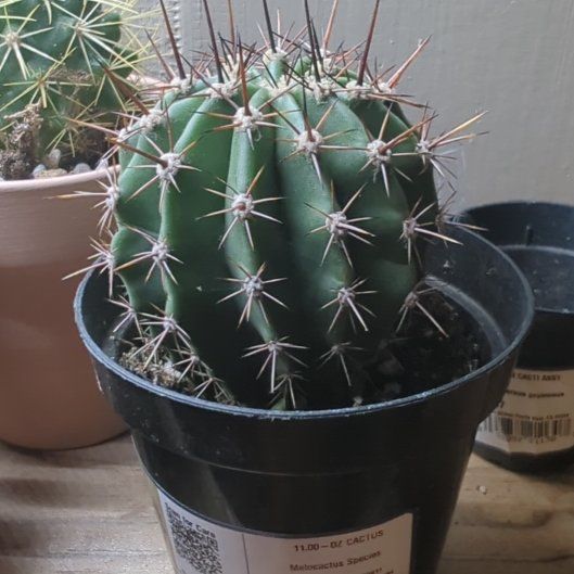Photo of the plant species Melocactus azureus by @HaleBopp named Forrest on Greg, the plant care app