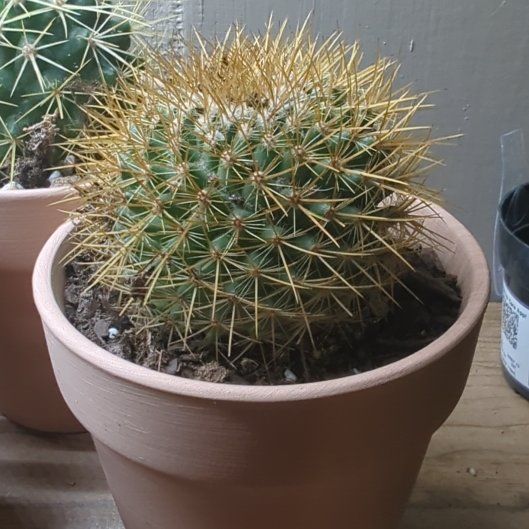 Photo of the plant species Mammillaria pringlei by @HaleBopp named Gaga on Greg, the plant care app