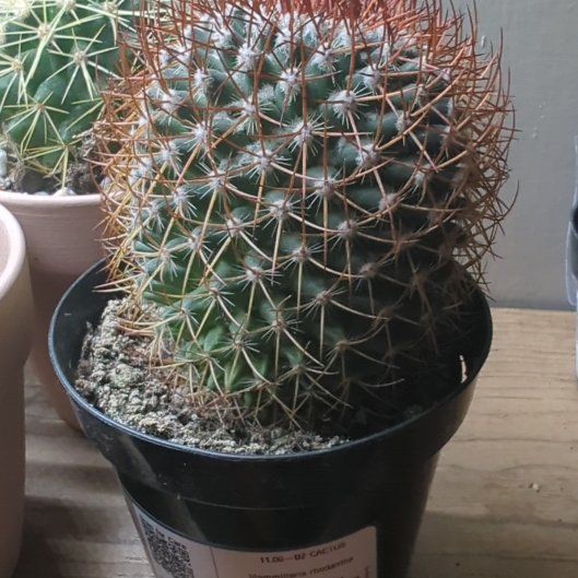 Photo of the plant species Rainbow Pincushion by @HaleBopp named Ronaldo on Greg, the plant care app