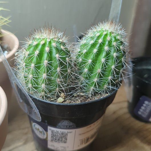 Photo of the plant species Thrixanthocereus cullmanianus by @HaleBopp named Mark & Mel on Greg, the plant care app