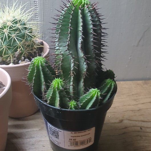 Photo of the plant species Milk Barrel Cactus by @HaleBopp named Mando on Greg, the plant care app