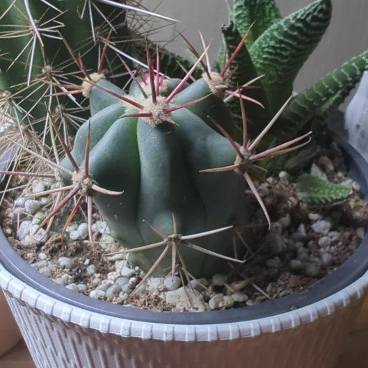 Photo of the plant species Townsend Barrel Cactus by @HaleBopp named Mochi on Greg, the plant care app