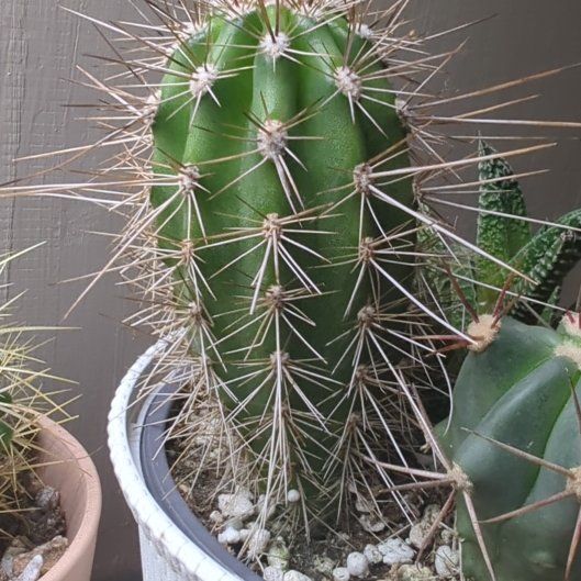 Photo of the plant species Pilosocereus gounellii by @HaleBopp named Rosa on Greg, the plant care app