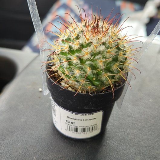 Photo of the plant species Silken Pincushion Cactus by @HaleBopp named Ulysses S Plant on Greg, the plant care app