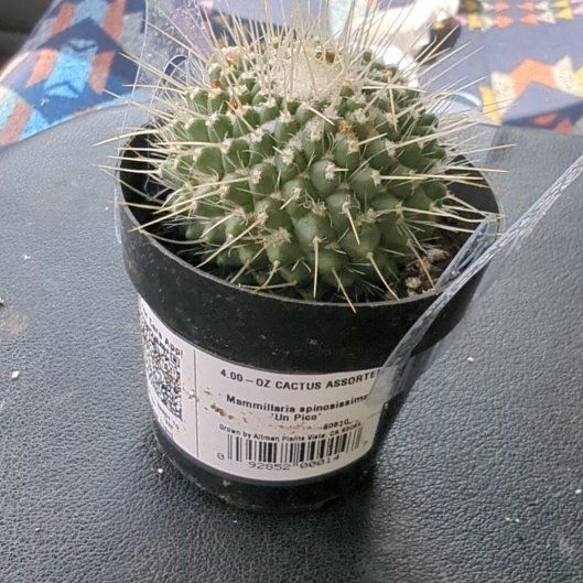 Photo of the plant species Mammillaria spinosissima 'Un Pico' by @HaleBopp named Einstein on Greg, the plant care app