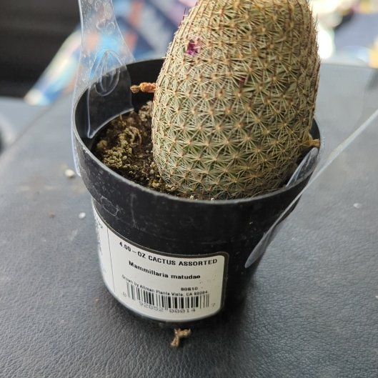 Photo of the plant species Wave Cactus by @HaleBopp named Gates on Greg, the plant care app