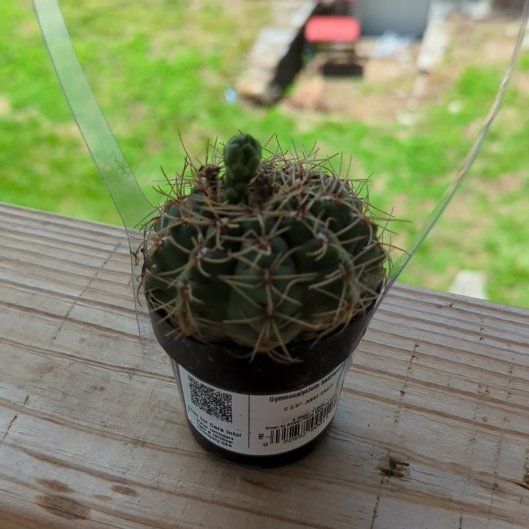Photo of the plant species Spider Cactus by @HaleBopp named Sproutacus on Greg, the plant care app