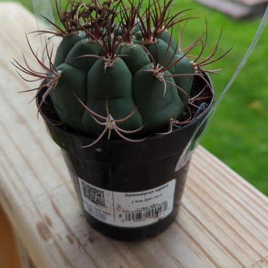 Photo of the plant species Giant Chin Cactus by @HaleBopp named Zeus on Greg, the plant care app