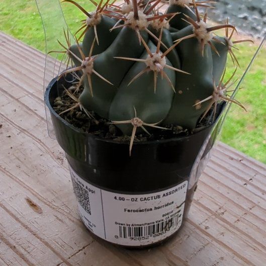 Photo of the plant species Ferocactus horridus by @HaleBopp named Elle on Greg, the plant care app